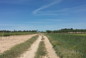 Fontanars dels Alforins 13242&nbsp;m²