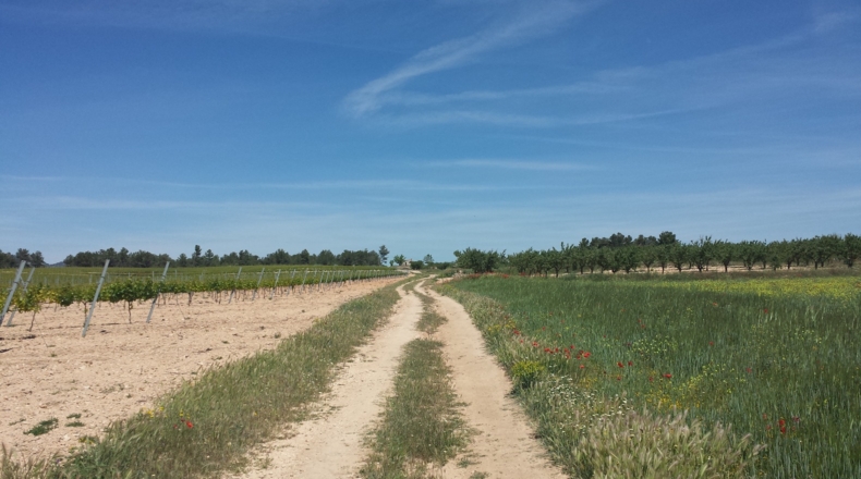 Valencia - Fontanares - 13242m2