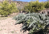 Finca rústica en venta en la A-343, Valle de Abdalajís, ref: TR34564 foto