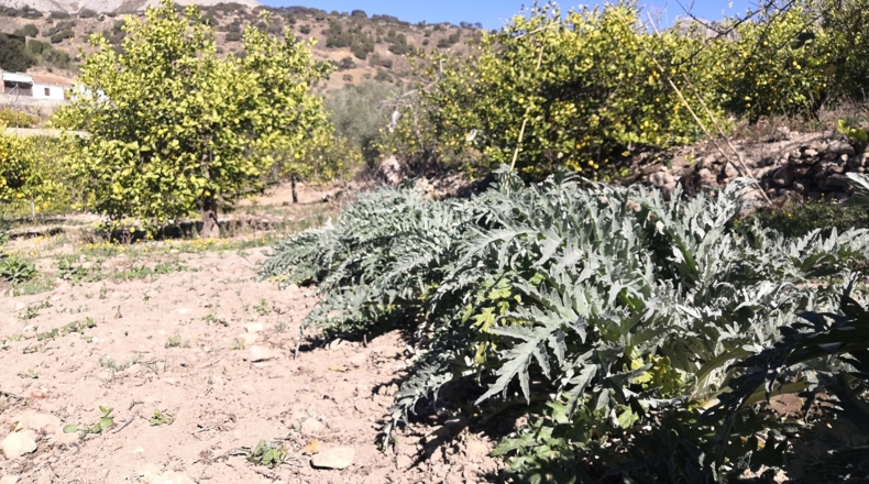 Málaga - Valle de Abdalajís - 475m2