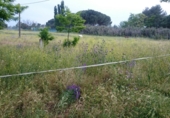 Finca rústica en venta en la Camino de la Zarzuela, Navalcarnero, ref: TR34691 foto