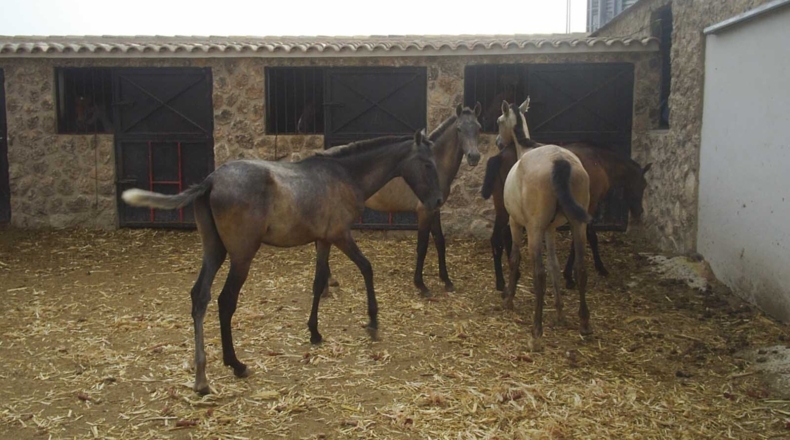 Murcia - Yecla - 40000m2