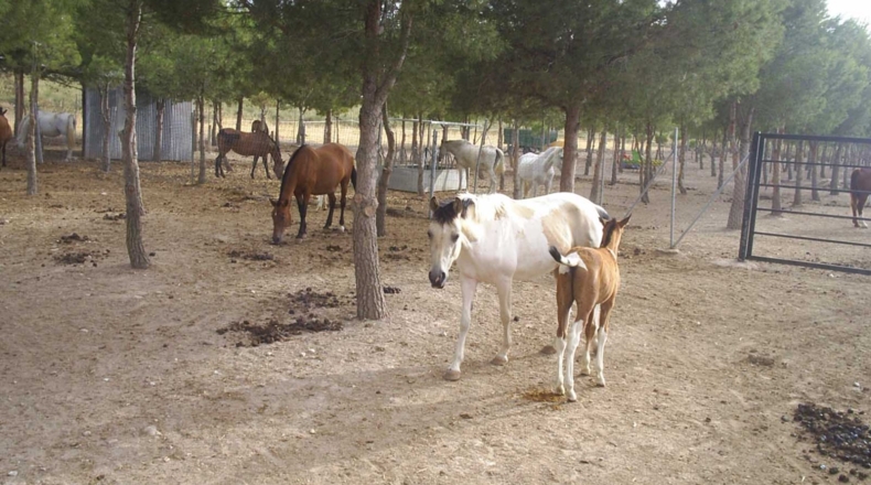 Murcia - Yecla - 40000m2