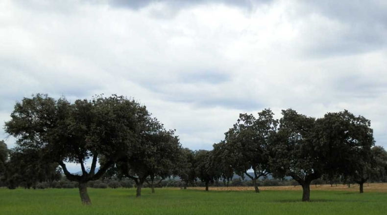 Toledo - Escalona - 1500000m2