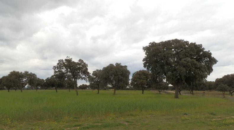 Toledo - Escalona - 1500000m2