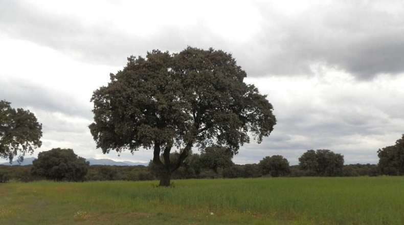 Toledo - Escalona - 1500000m2