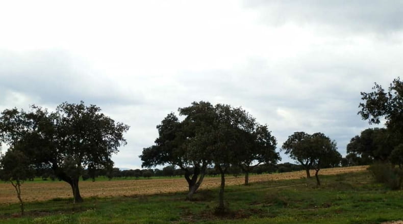 Toledo - Escalona - 1530000m2