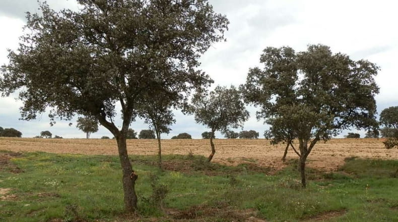 Toledo - Escalona - 1530000m2