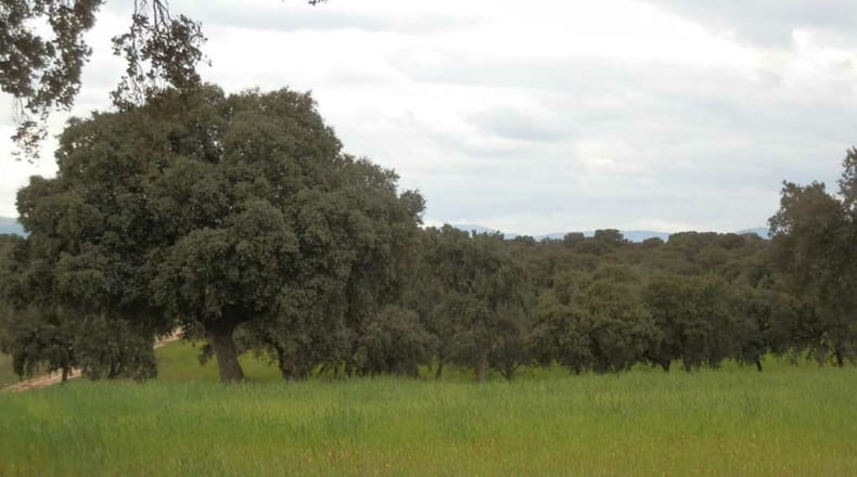 Toledo - Escalona - 1530000m2