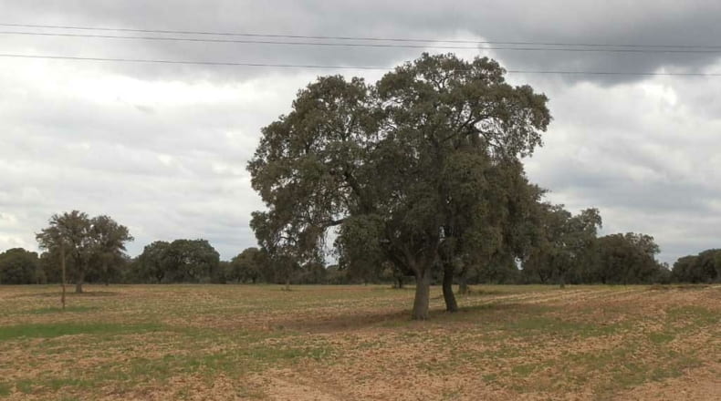 Toledo - Escalona - 1530000m2