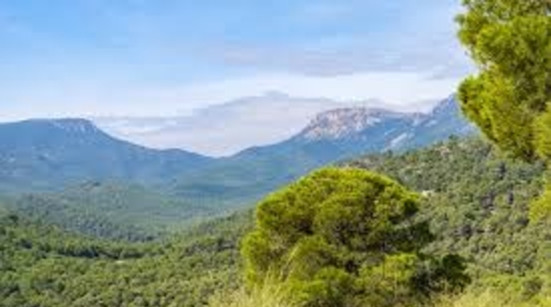 Murcia - El Berro - 10000m2
