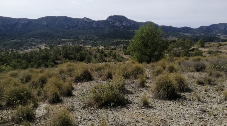 Alicante - la Romana - 33000m2