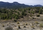 Parcel·la urbanitzable en venda a la Calle Fuente, la Romana, ref.: TR39823 foto