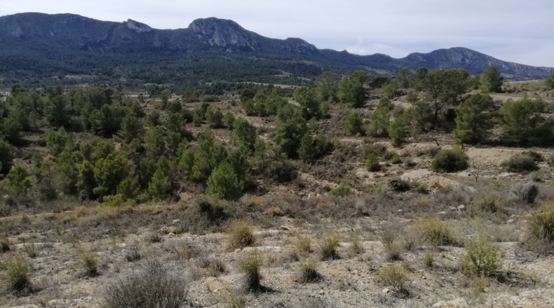 Alicante - la Romana - 33000m2