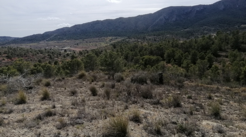 Alicante - la Romana - 33000m2