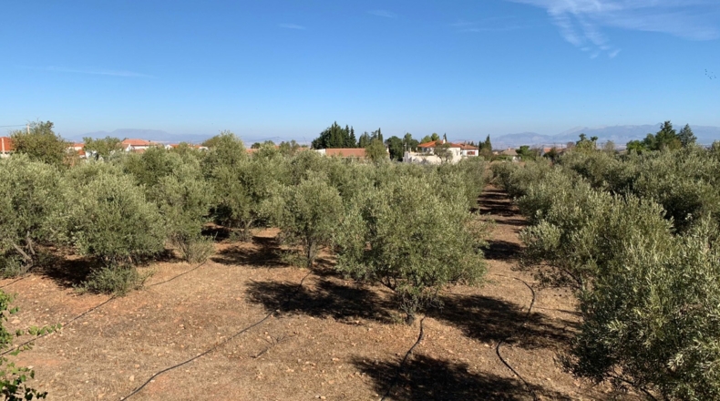 Granada - Baúl - 1260m2