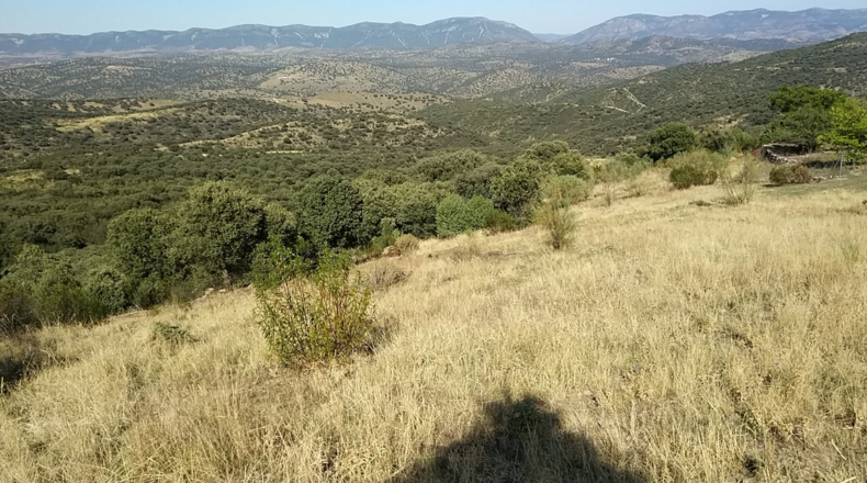 Ciudad Real - Mestanza - 782200m2