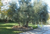 Finca rústica en venta en la genave, Arroyo del Ojanco, ref: TR42307 foto