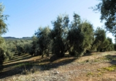Finca rústica en venta en la genave, Arroyo del Ojanco, ref: TR42307 foto