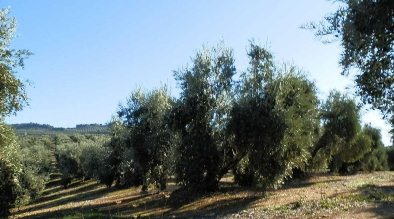 Jaén - Génave - 400000m2