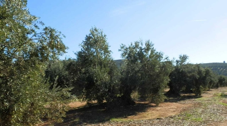 Jaén - Génave - 400000m2