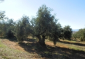 Finca rústica en venta en la genave, Arroyo del Ojanco, ref: TR42307 foto