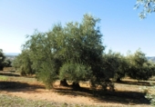 Finca rústica en venta en la genave, Arroyo del Ojanco, ref: TR42307 foto