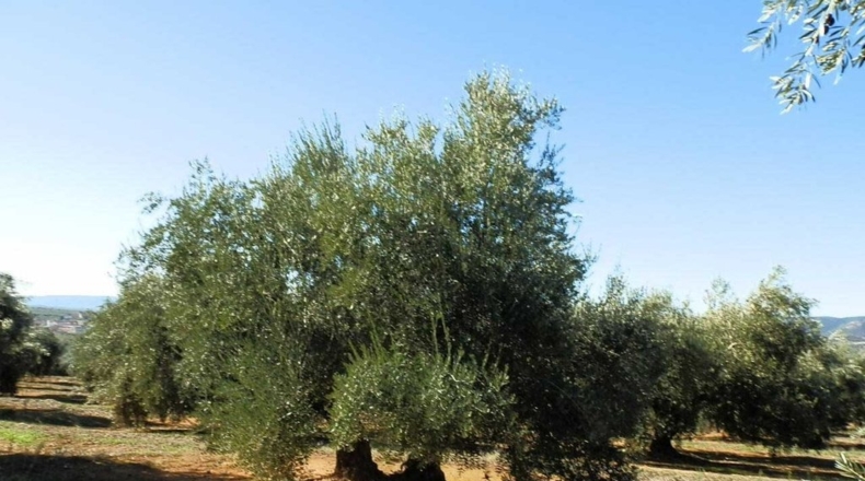Jaén - Génave - 400000m2