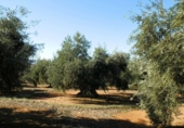 Finca rústica en venta en la genave, Arroyo del Ojanco, ref: TR42307 foto
