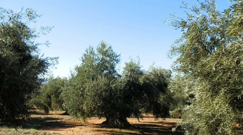 Jaén - Génave - 400000m2