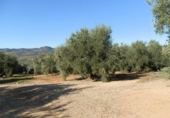 Finca rústica en venta en la genave, Arroyo del Ojanco, ref: TR42307 foto