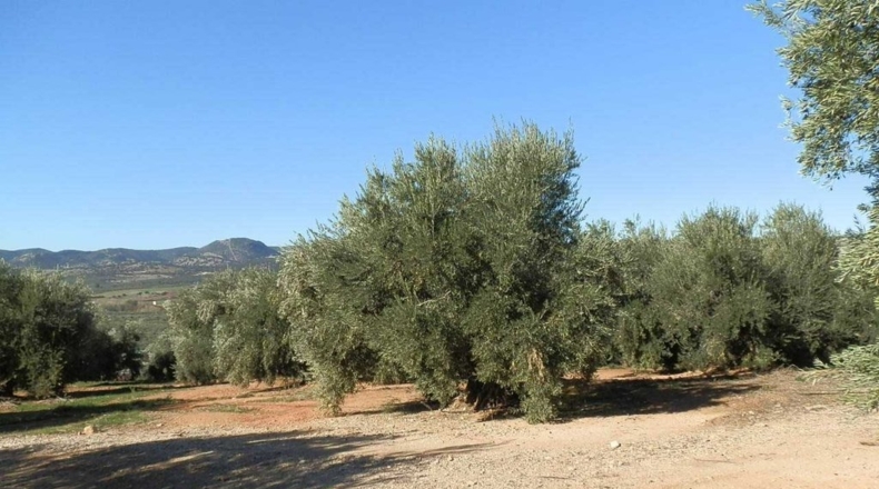 Jaén - Génave - 400000m2