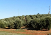 Finca rústica en venta en la genave, Arroyo del Ojanco, ref: TR42307 foto