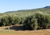 Finca rústica en venta en la genave, Arroyo del Ojanco, ref: TR42307 foto