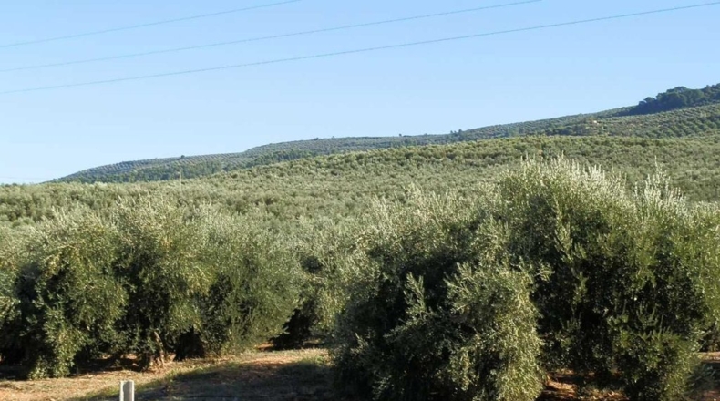Jaén - Génave - 400000m2