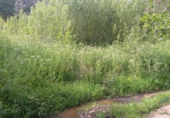 Non-developable land for sale on A Pegueira, ref: TR42744 photo