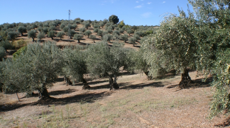 Cáceres - Guadalupe monasterio - 62000m2