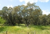 Finca rústica en venta en la tordesillas, Tordesillas, ref: TR42953 foto