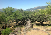 Земельный участок на продажу в городе El Escorial Фото