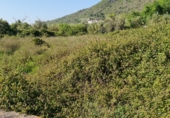 Non-developable land for sale on Poligono9 parcela 27, Barx, ref: TR42980 photo