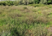 Non-developable land for sale on Poligono9 parcela 27, Barx, ref: TR42980 photo