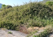 Non-developable land for sale on Poligono9 parcela 27, Barx, ref: TR42980 photo