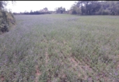 Land suitable for development for sale on Carretera de Corca a Bordils, Madremanya, ref: TR43144 photo