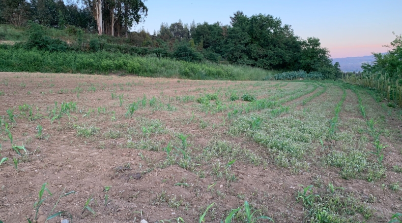 La Coruña - Melide - 10000m2