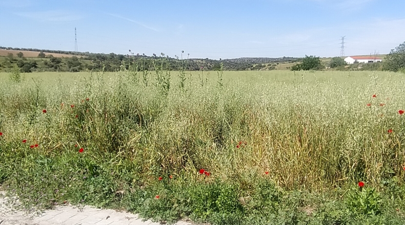 Toledo - El Puente del Arzobispo - 35000m2
