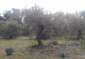 Terreno no urbanizable en venta en la hornillo, Alozaina, ref: TR44390 foto
