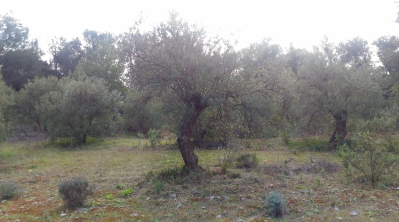 Málaga - Alozaina - 12000m2