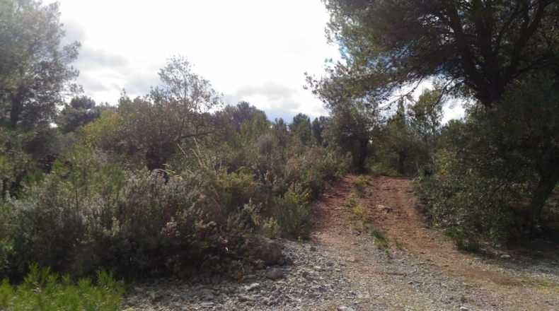 Málaga - Alozaina - 12000m2