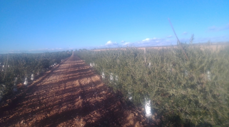 Toledo - Villacañas - 85000m2