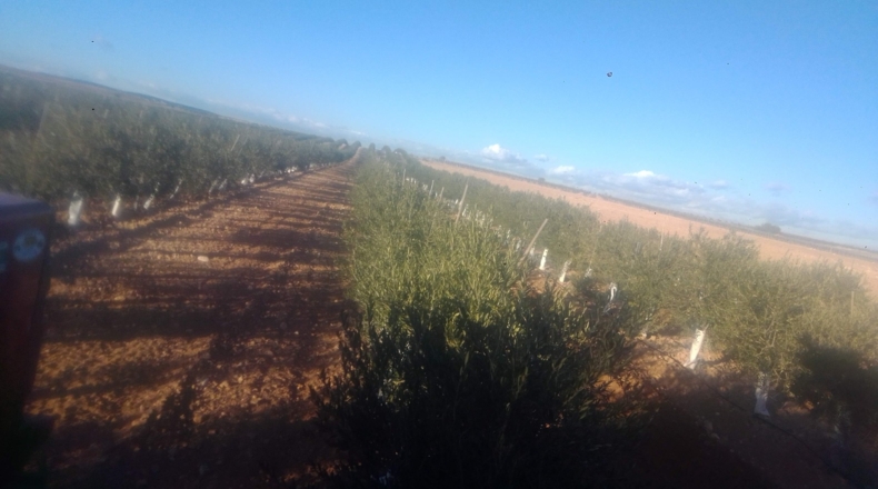 Toledo - Villacañas - 85000m2